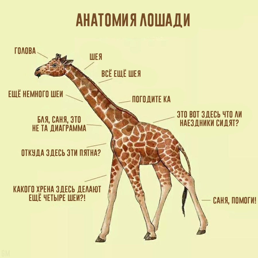 900x900, 94 Kb / Жираф, лошадь, анатомия