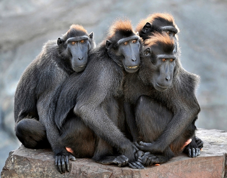 762x600, 400 Kb / обезьяны