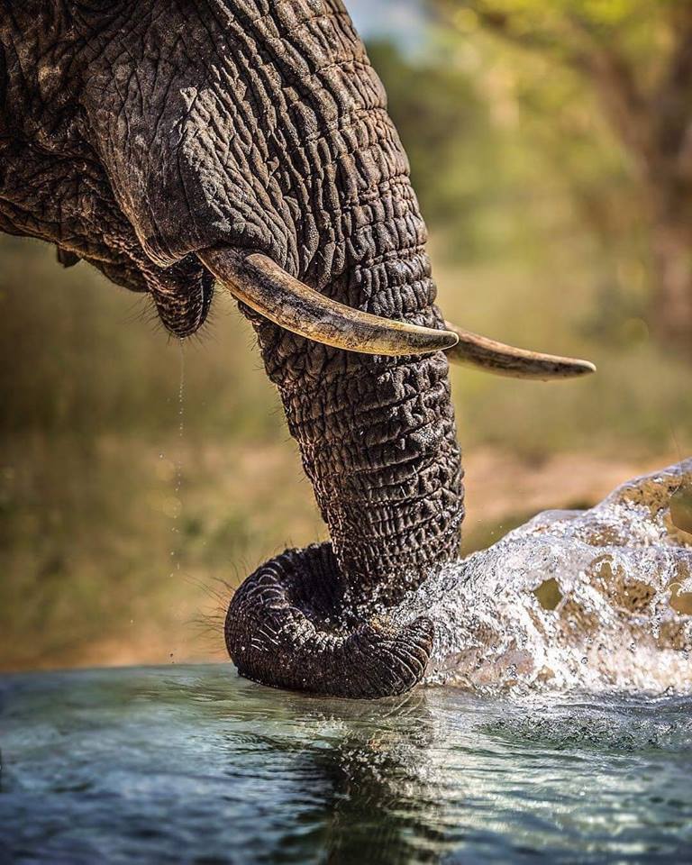 768x960, 136 Kb / слон, вода, река, брызги, хобот, бивни
