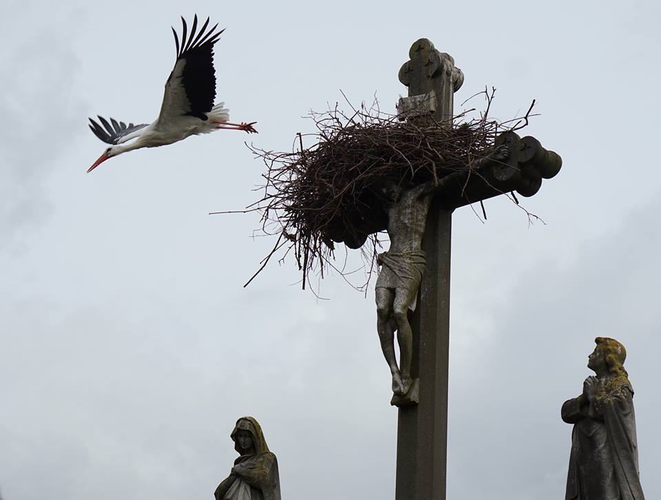 960x726, 50 Kb / аист, гнездо, крест, распятие