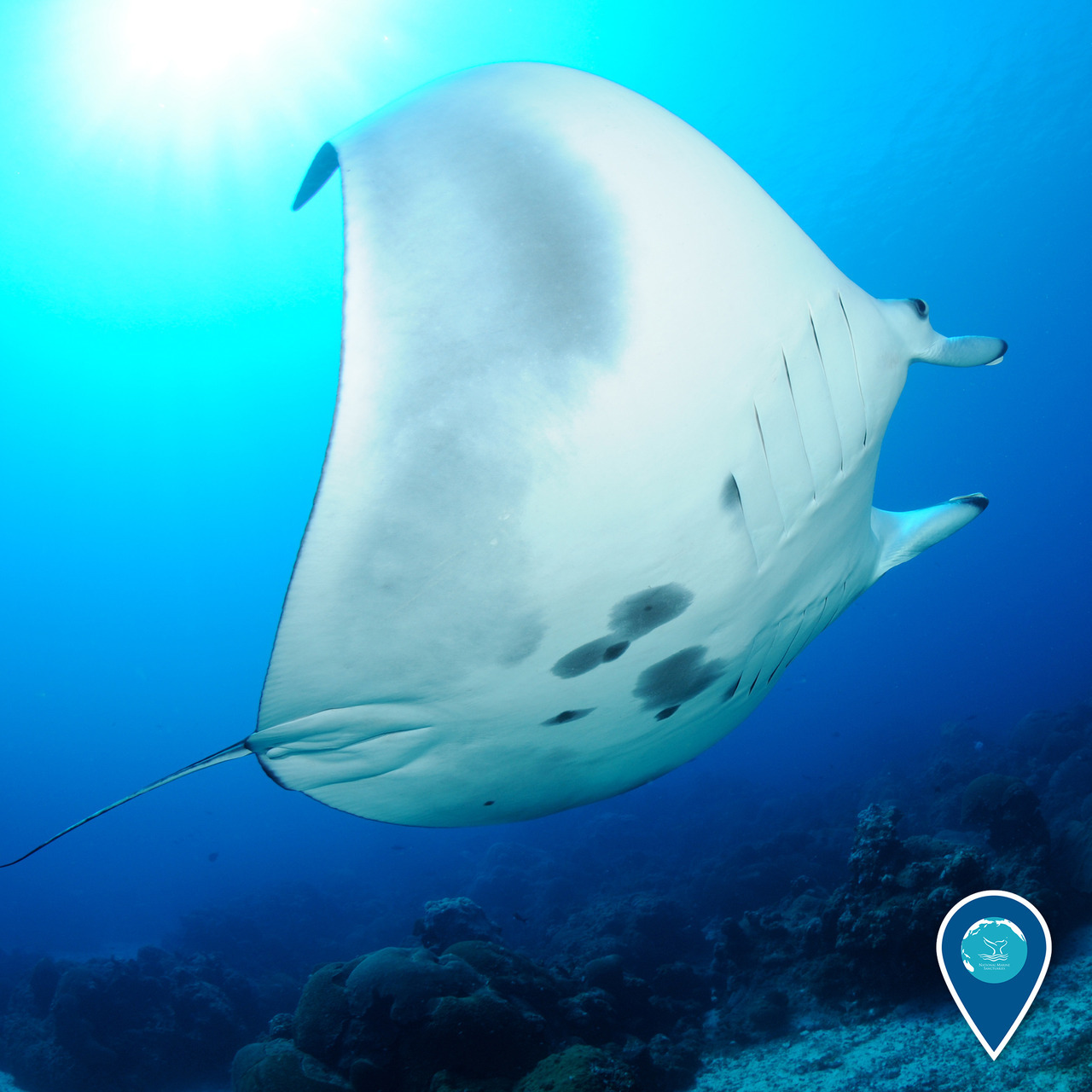 1280x1280, 284 Kb / скат, под водой, океан, солнце, мант