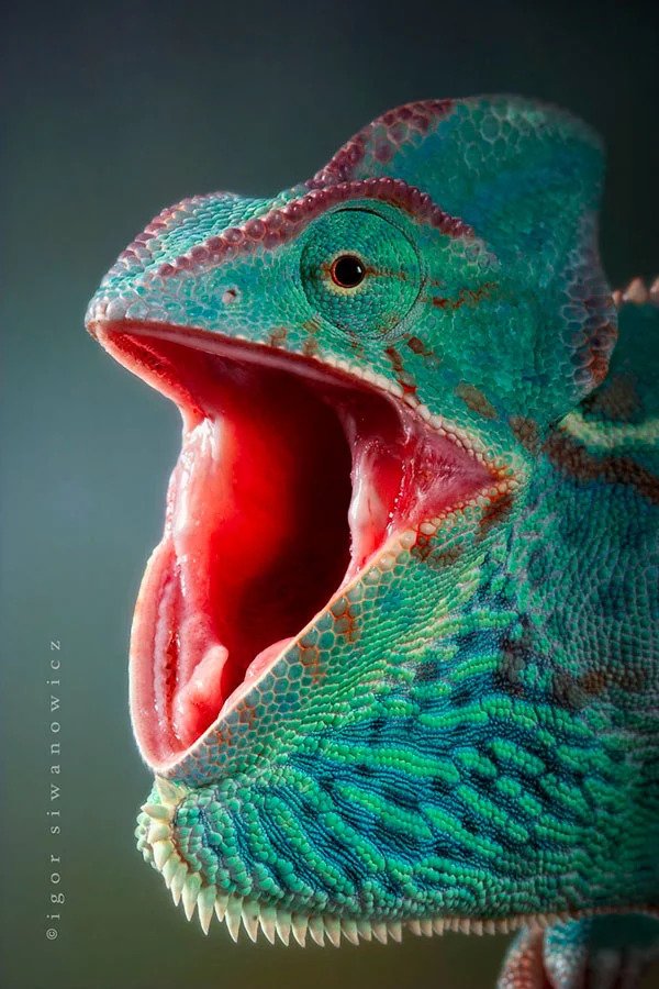 600x900, 114 Kb / хамелеон