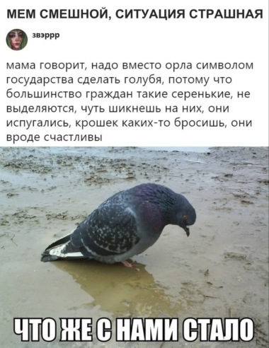 380x492, 75 Kb / Голубь, Орёл