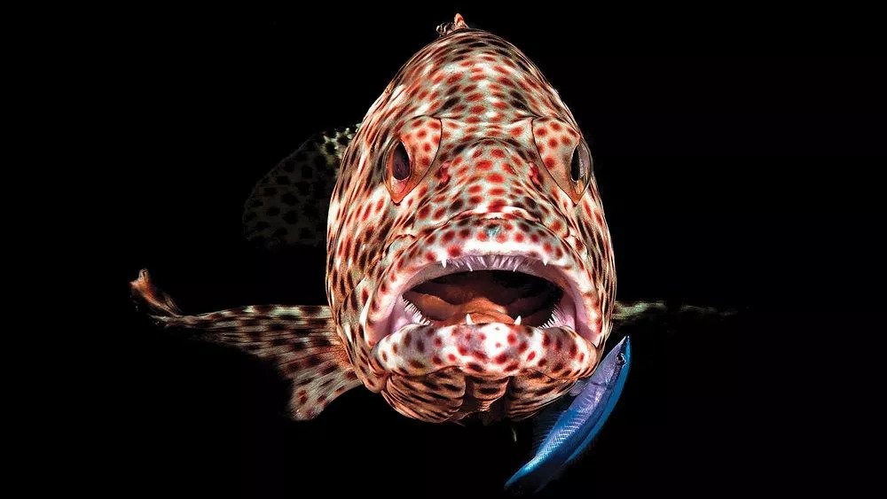 1000x563, 71 Kb / рыба