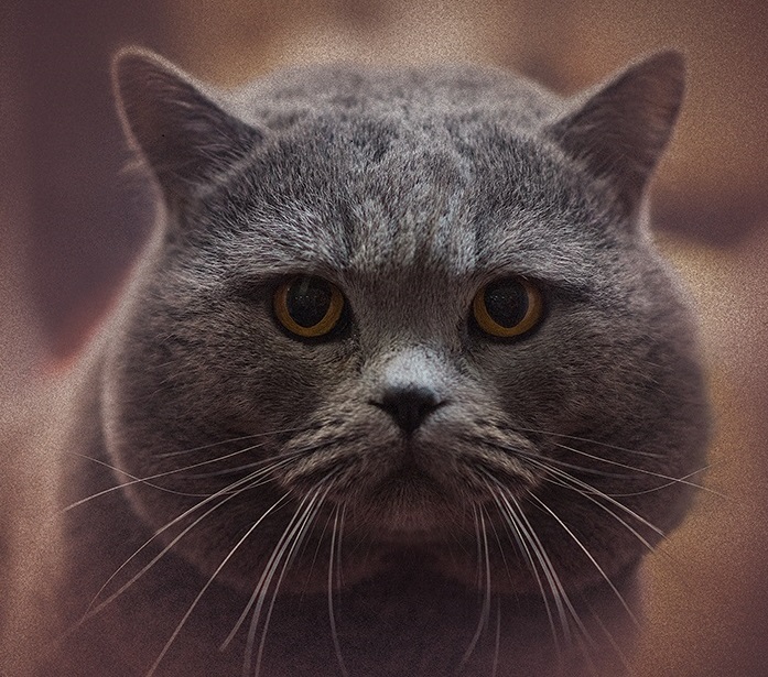 697x615, 210 Kb / кот, серый, взгляд