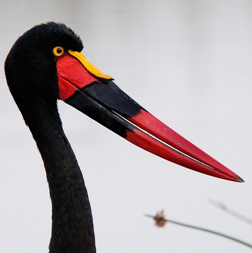 878x881, 135 Kb / ябиру, аист