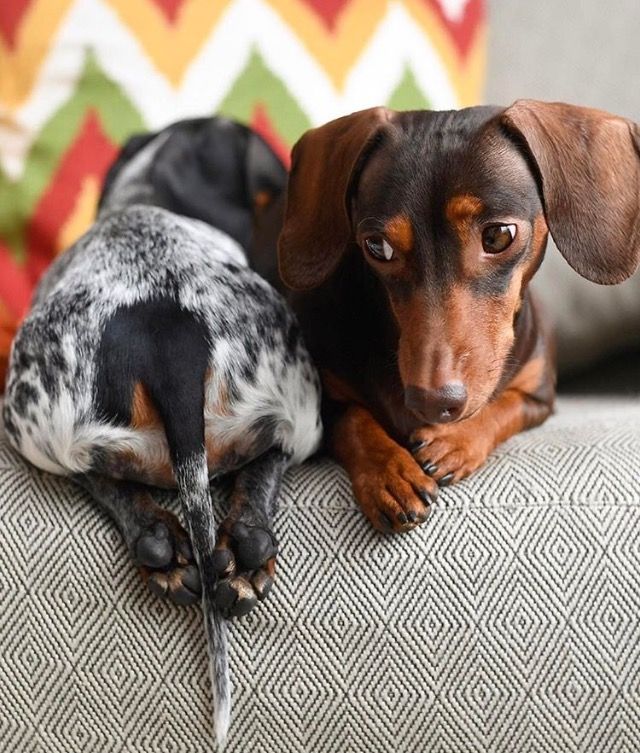 640x753, 108 Kb / собака, такса, диван, шторы, попа, хвост