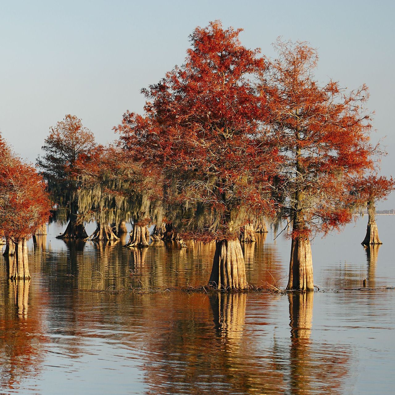 1280x1280, 417 Kb / деревья, воды, небо