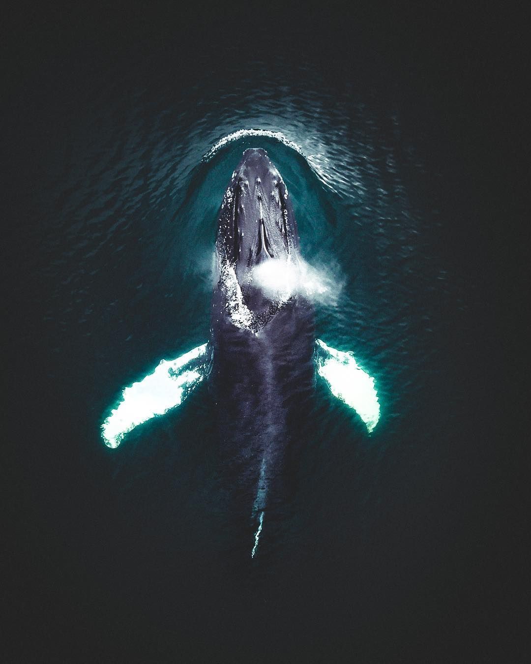 1080x1350, 101 Kb / кит, океан, горбач, сверху