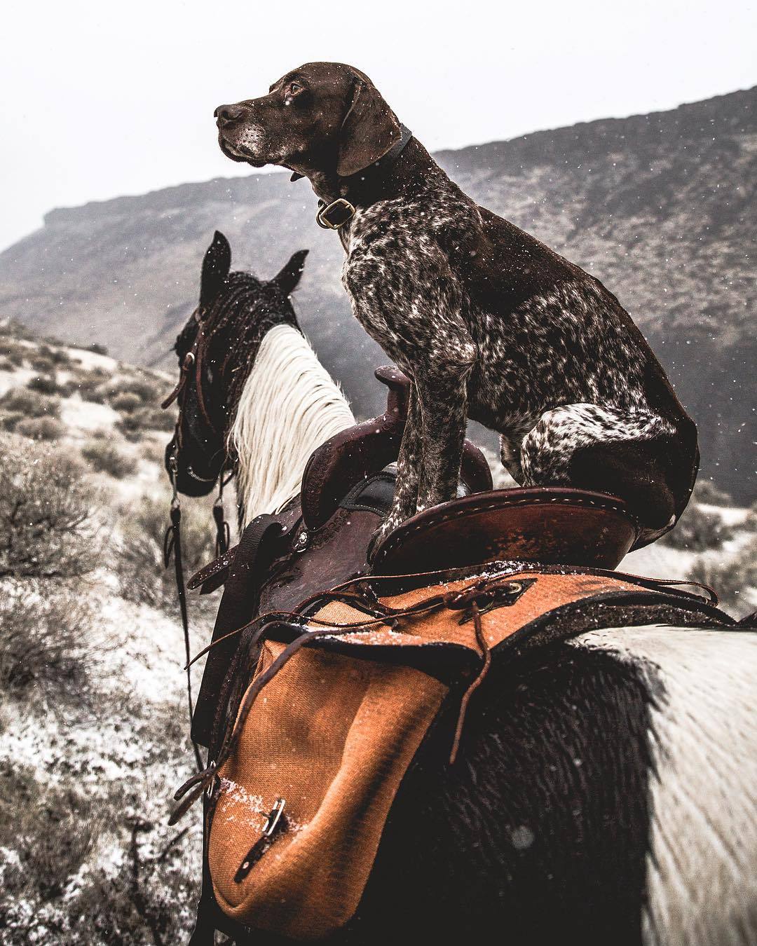 1080x1350, 246 Kb / собака, лошадь, зима, снег