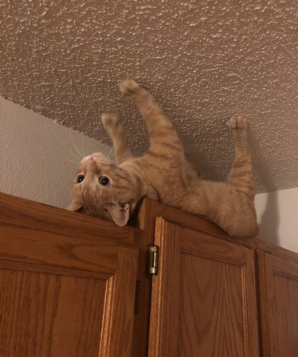 1000x1198, 279 Kb / Кот, потолок, шкаф