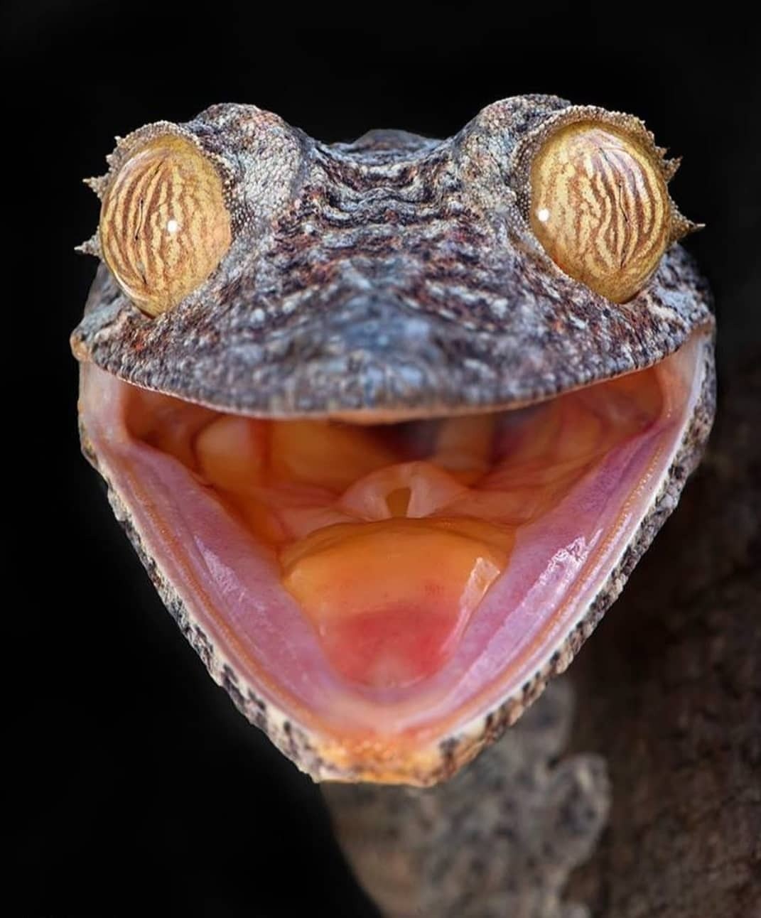 1071x1292, 123 Kb / ящерица, геккон