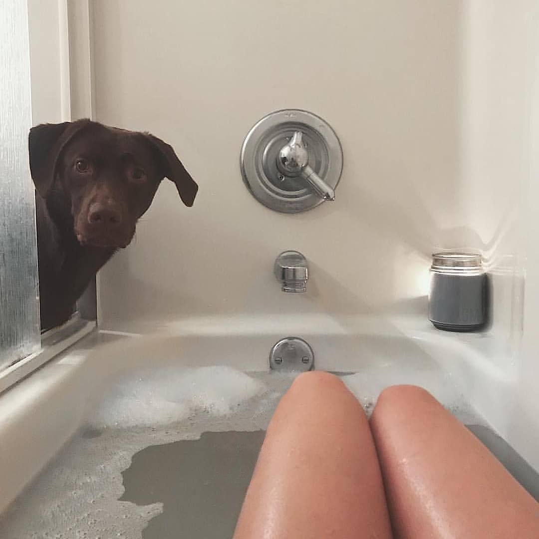 1080x1080, 54 Kb / ванна, собака, ноги