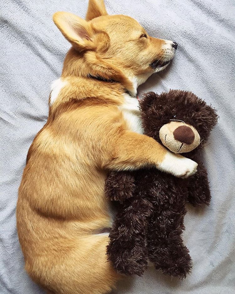 750x936, 206 Kb / мишка, собака, игрушка, мягкая, спит