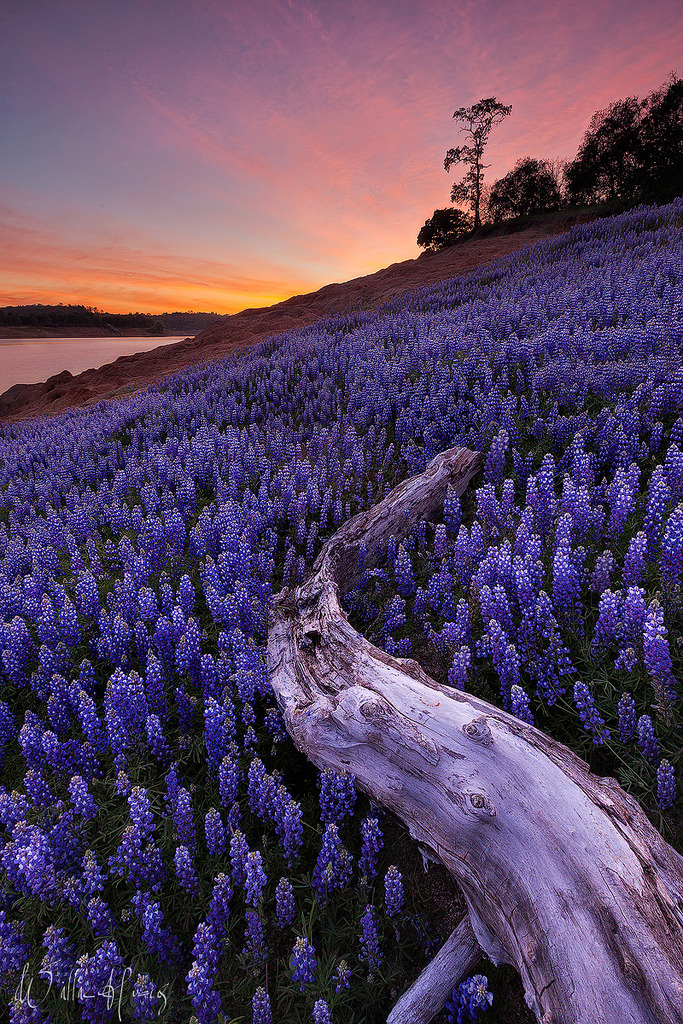 683x1024, 603 Kb / склон, холм, гора, цветы, поле, коряга, дерево, река, пейзаж