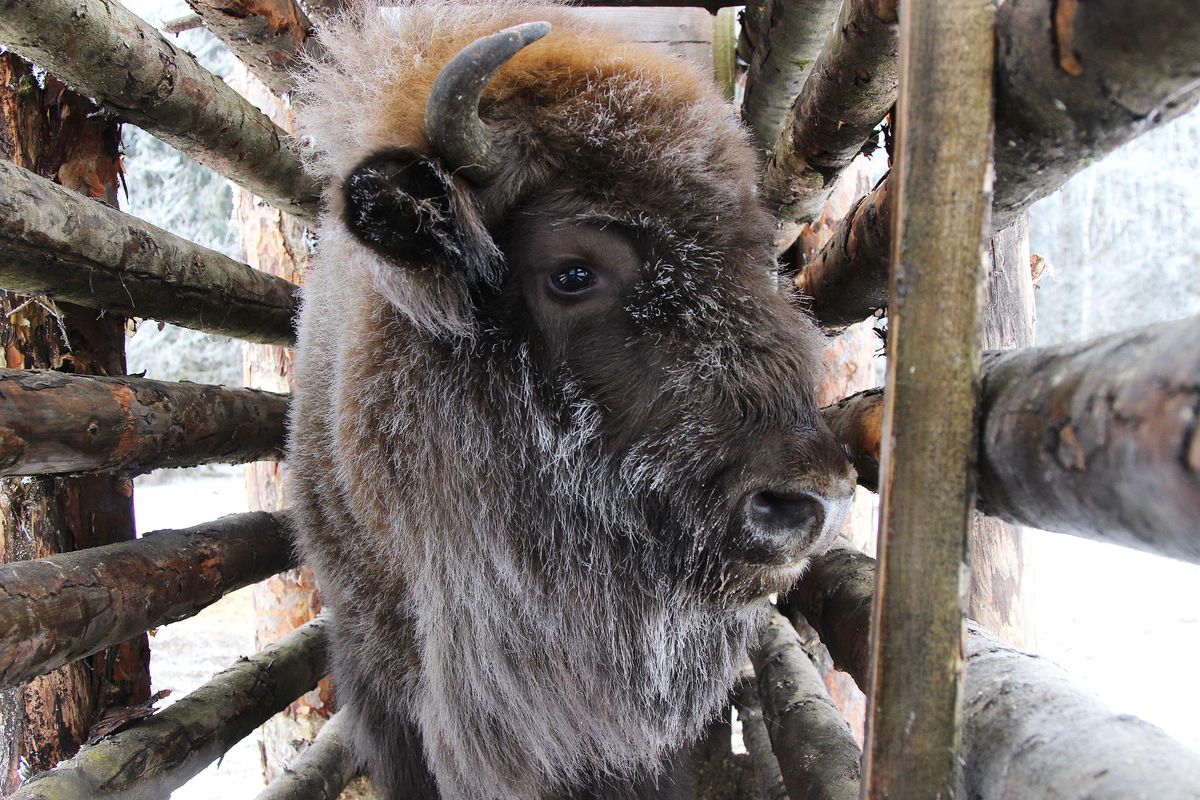 1200x800, 257 Kb / зубр, иней