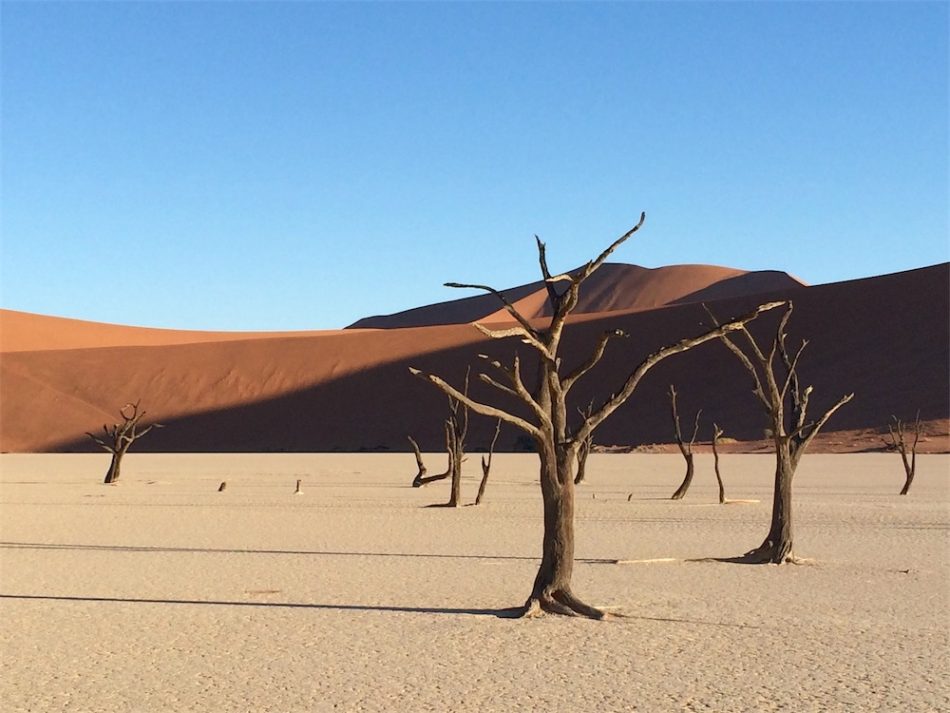 950x713, 83 Kb / пустыня, песок, барханы, равнина, сухие, деревья, небо