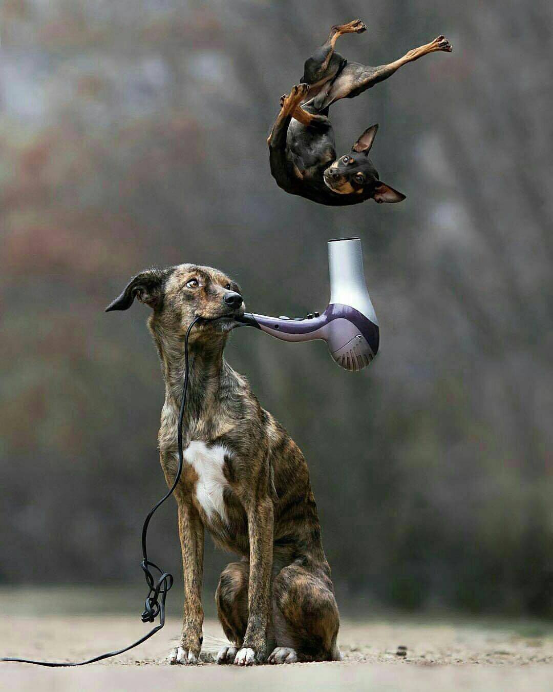 1080x1350, 102 Kb / собака, фен, полет, фотошоп