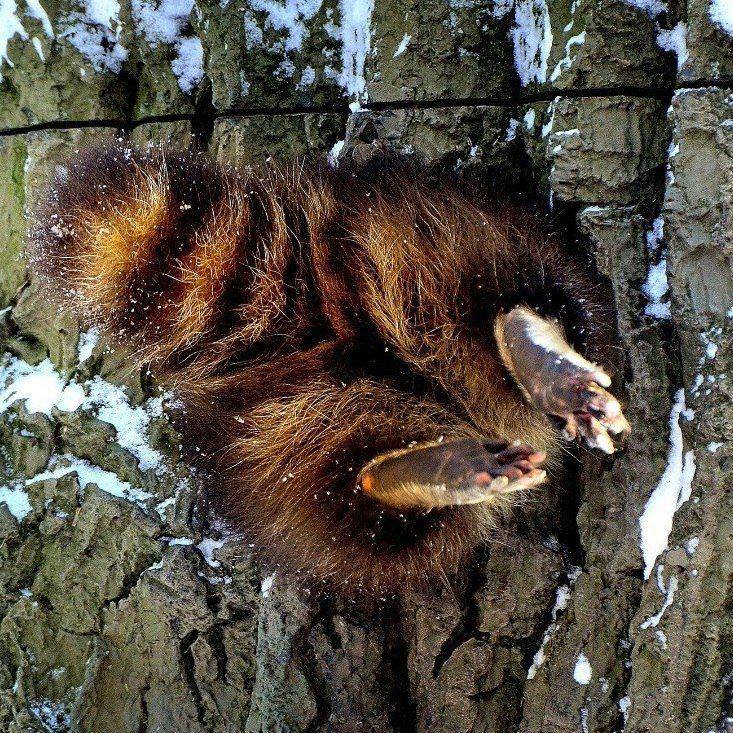 733x733, 199 Kb / дупло, дерево, попа, лапки, хвост, полоски