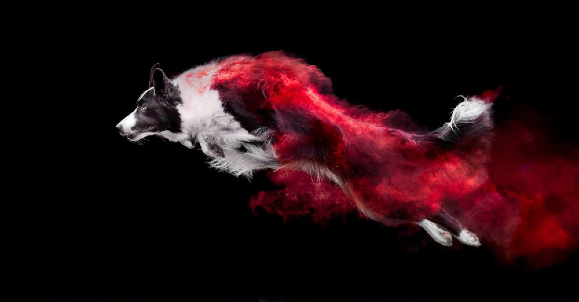 2000x1044, 202 Kb / собака, прыжок, красный, пудра