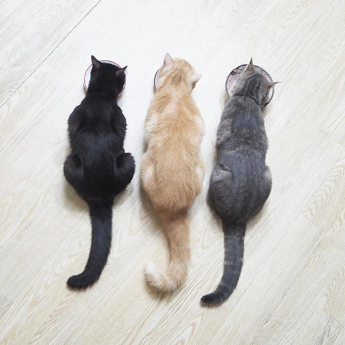 700x700, 162 Kb / три кота, ламинат, обед, трое