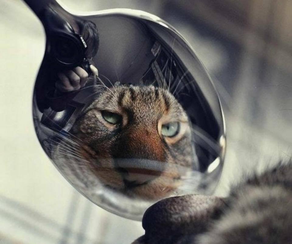 960x804, 61 Kb / отражение, ложка, кот, нос, фотограф