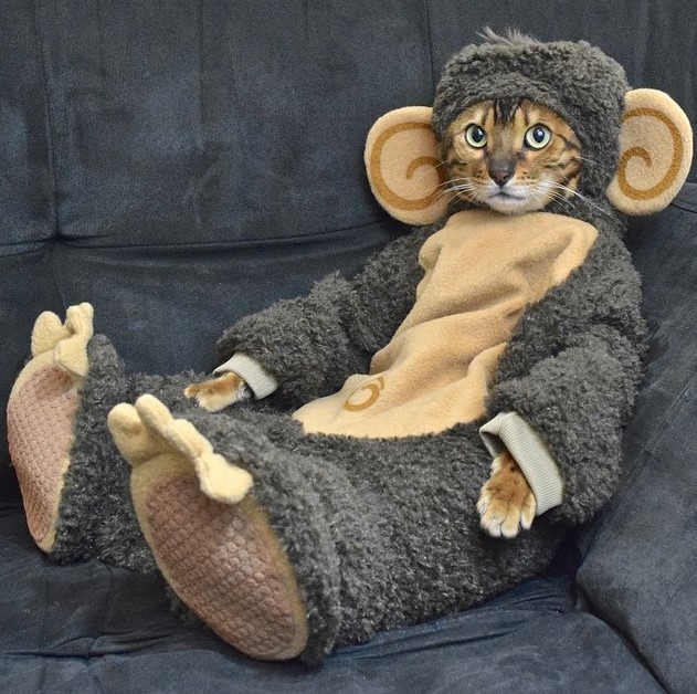 631x628, 136 Kb / кот, диван, костюм, сидит