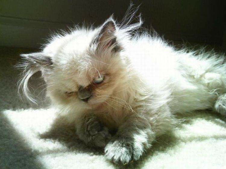 750x562, 52 Kb / Кот, хмурый