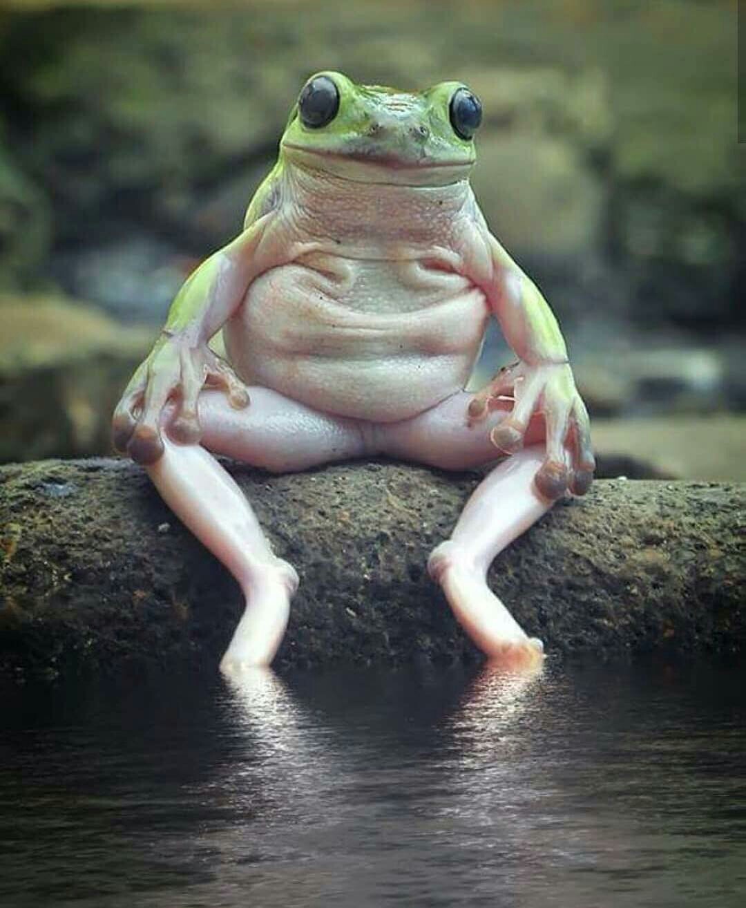 1080x1314, 156 Kb / лягушка, сидит