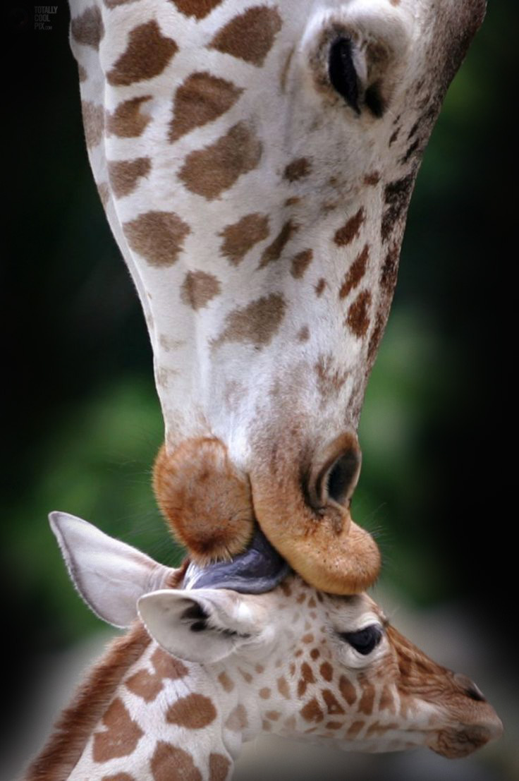 736x1107, 142 Kb / жираф, поцелуй