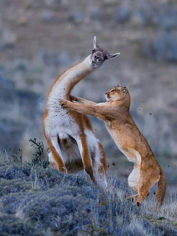 720x960, 396 Kb / пума, лама, викунья