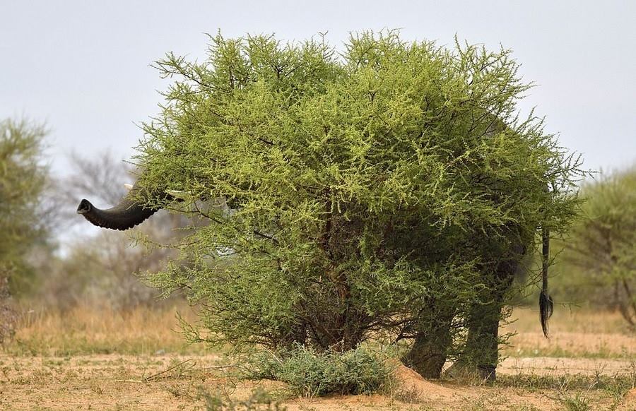 900x582, 128 Kb / Слон, заросли, прятки