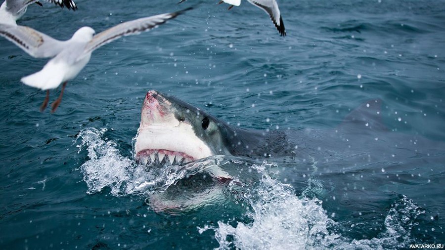900x506, 128 Kb / акула, пасть, зубы, чайка