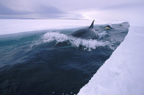 611x404, 47 Kb / антарктида, касатки