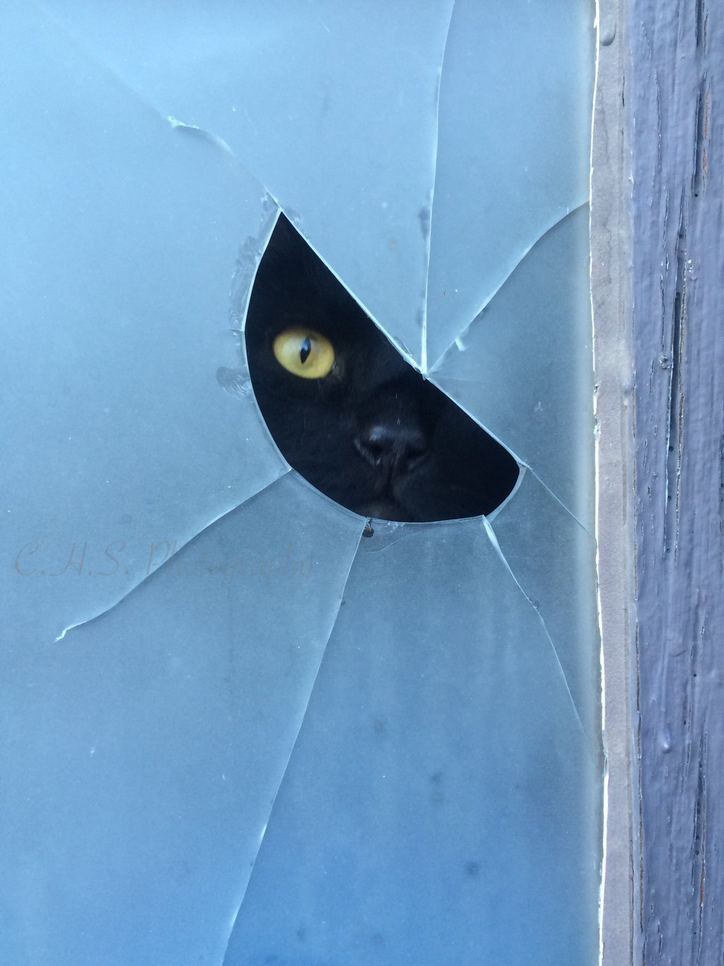 1024x1365, 149 Kb / кот, дырка, стекло