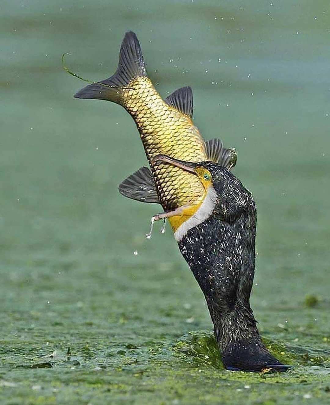 1080x1327, 103 Kb / рыба, птица, пеликан