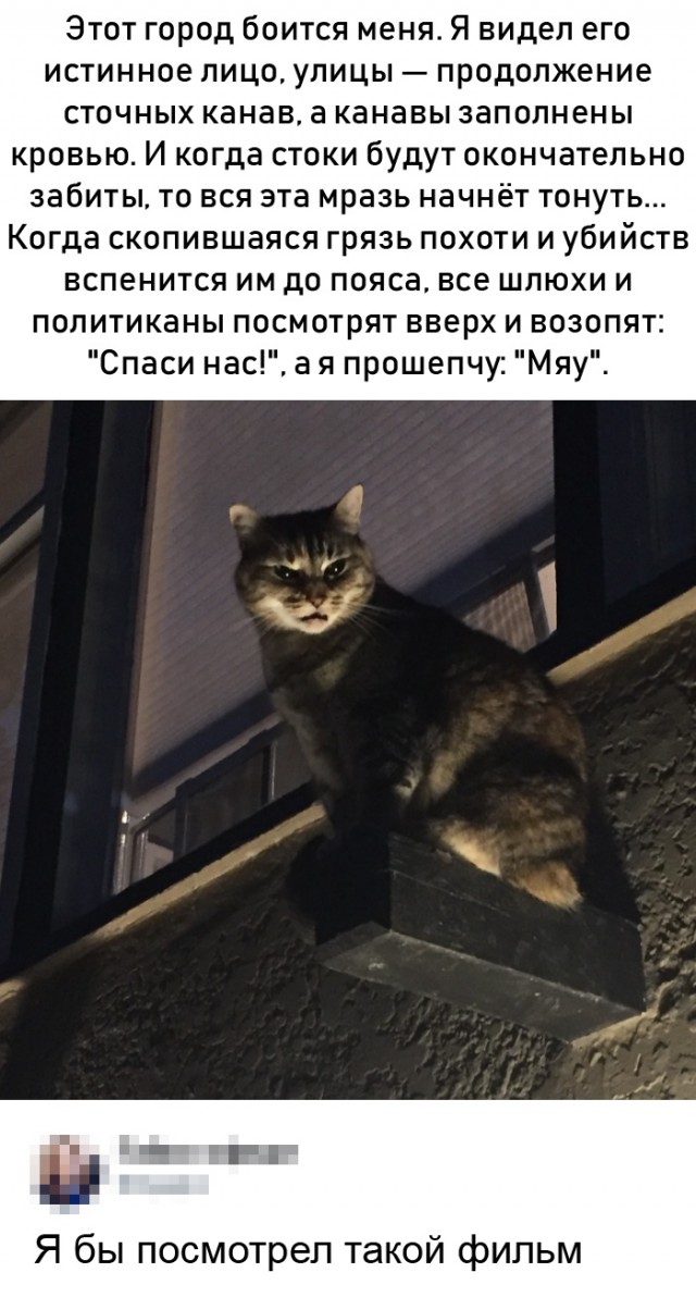 640x1192, 153 Kb / кот, балка, окно, фарс, сидит, клрчит морду, бэтмен