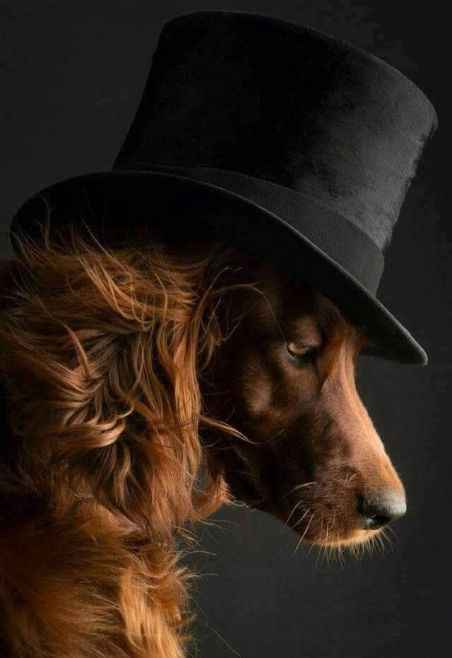 640x931, 50 Kb / собака, цилиндр