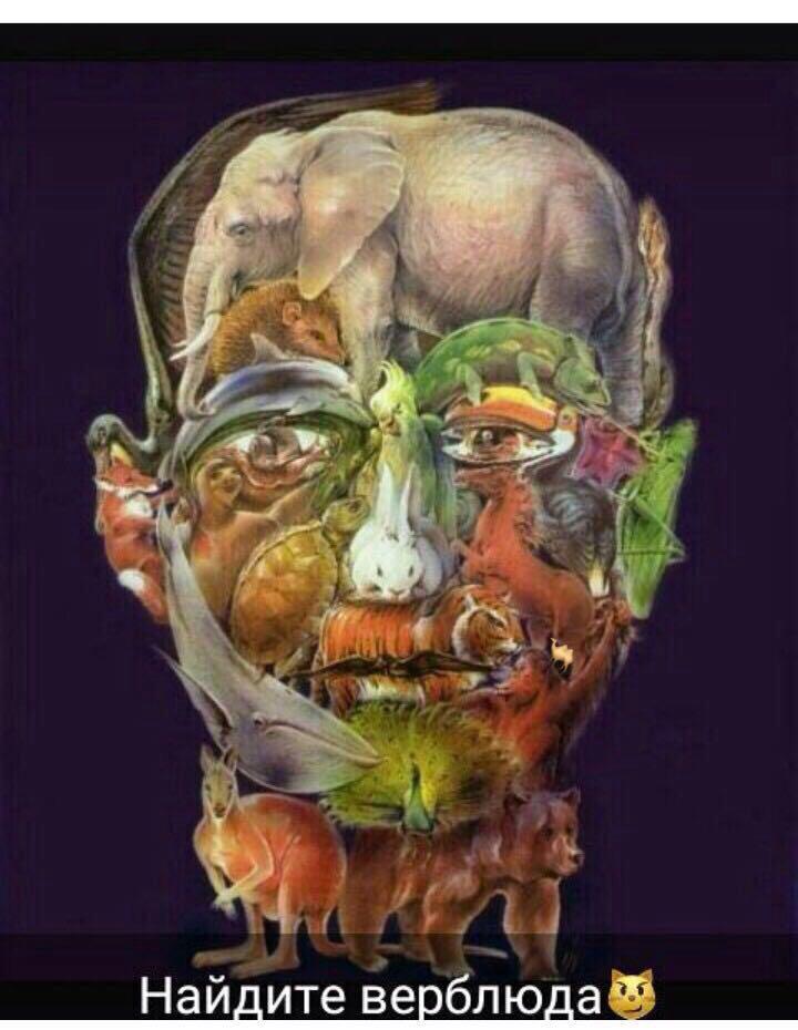 720x930, 70 Kb / Верблюд, животные, портрет