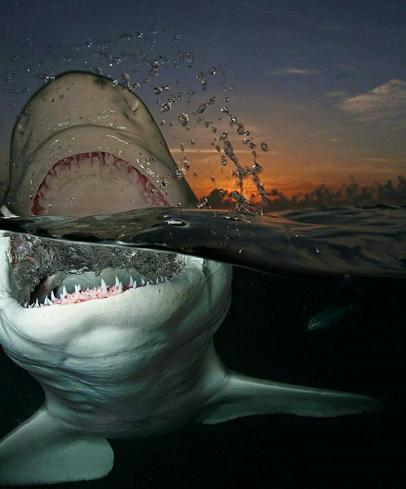 1404x1692, 245 Kb / акула, закат