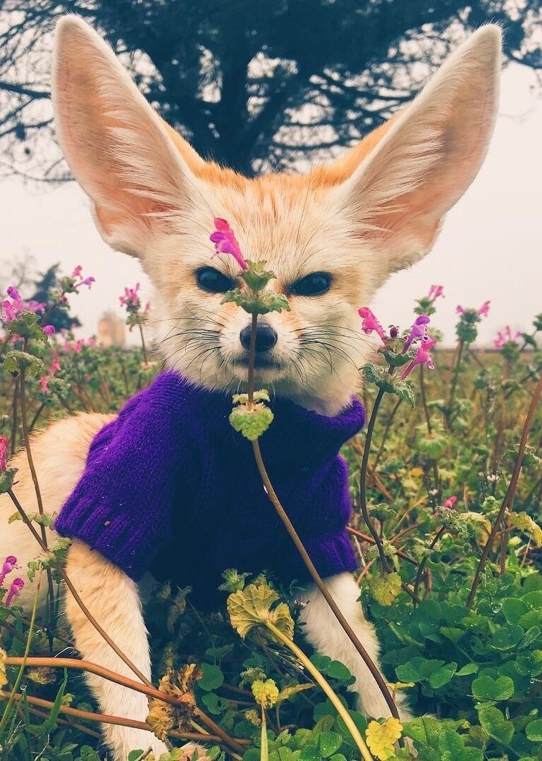 769x1080, 362 Kb / фенек, уши