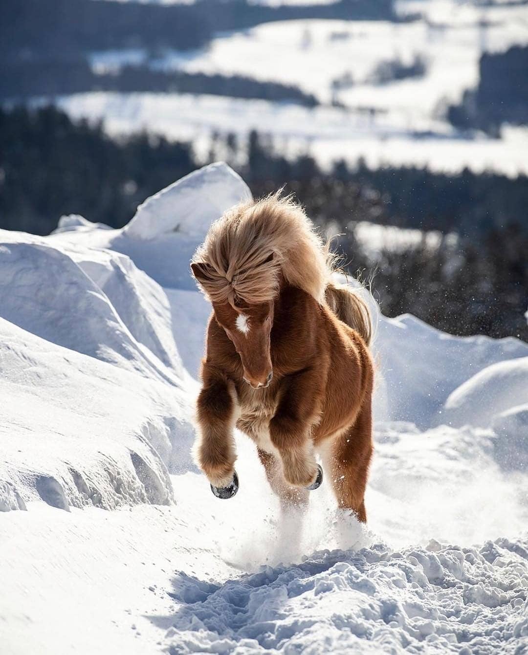 1080x1340, 184 Kb / лошадь, снег, мохнатая, мышкует