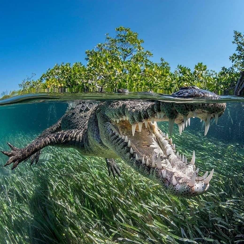 1039x1039, 233 Kb / крокодил