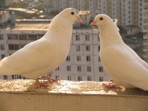 500x375, 42 Kb / любовь, голуби