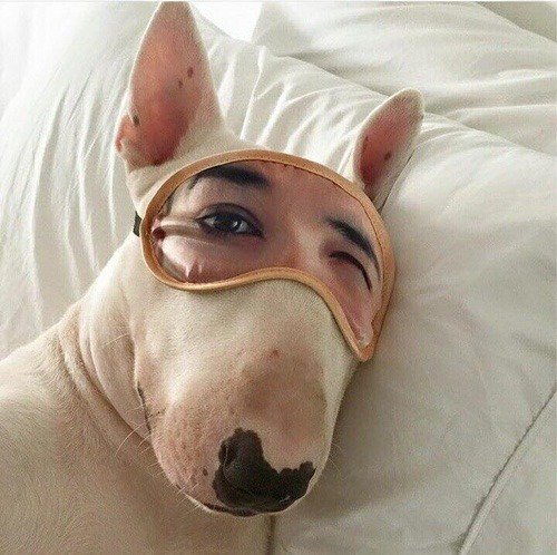 500x498, 59 Kb / маска, бультерьер, повязка, глаза, собака, подушка