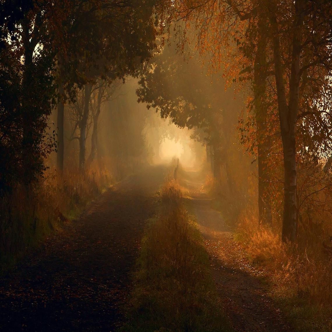 1140x1140, 199 Kb / лес, деревья, тропинки, осень