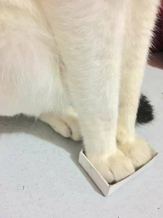 562x750, 28 Kb / Кот, лапы, коробок