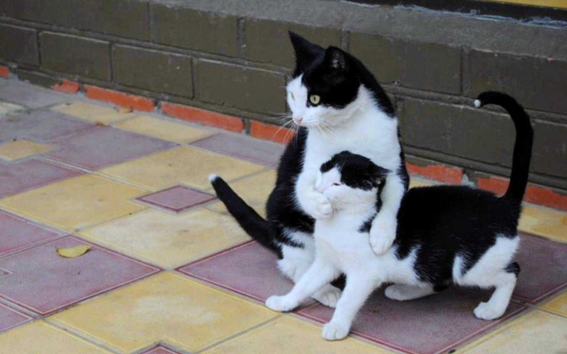 1920x1200, 282 Kb / кошка, кот, котенок