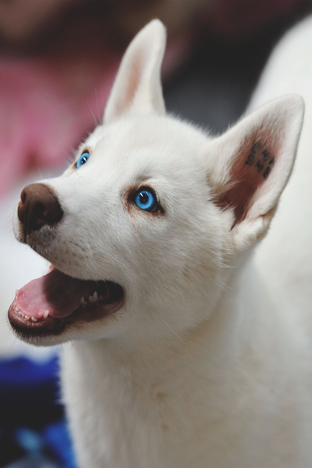 1200x1799, 388 Kb / собака, взгляд, глаза, голубые, тату