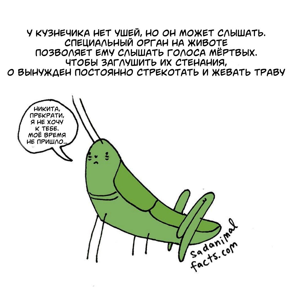 1166x1172, 189 Kb / кузнечик